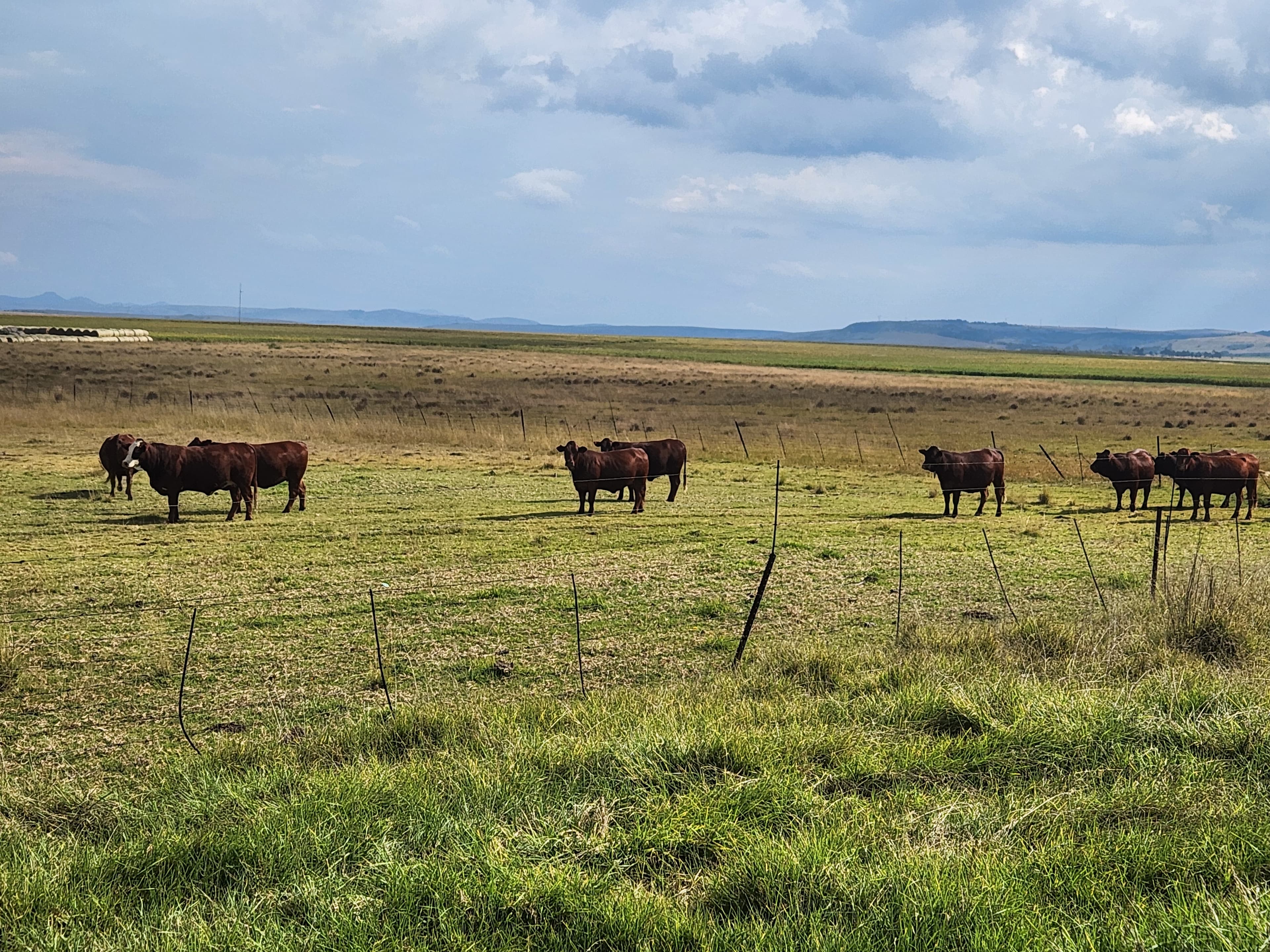 Veld landscape