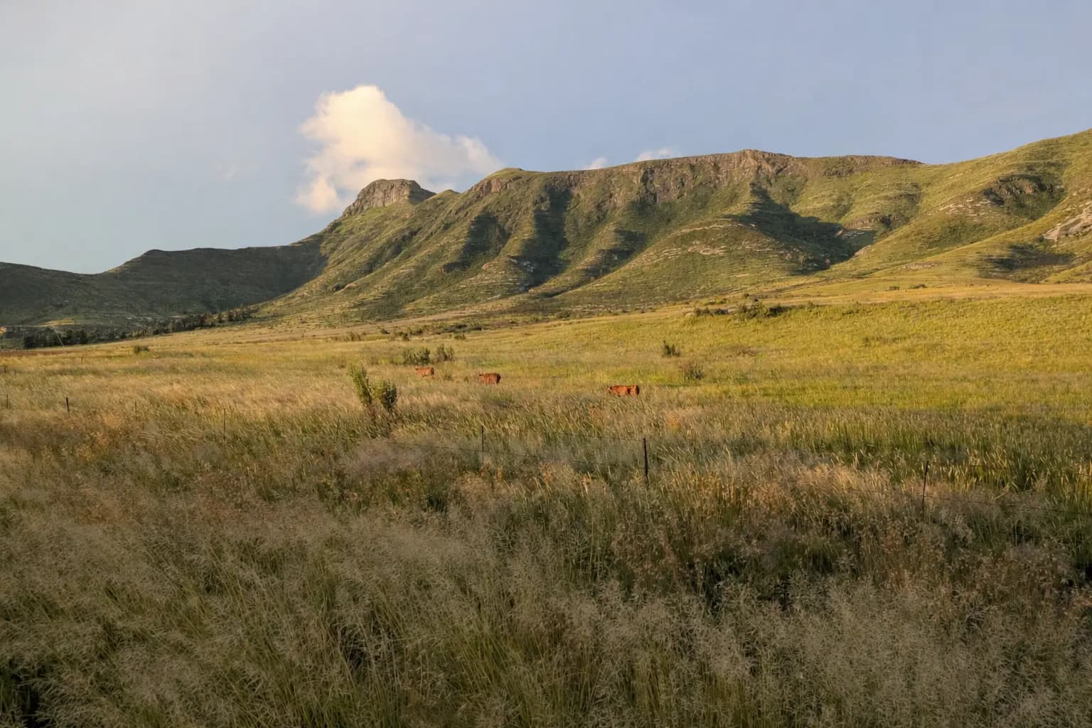 Livestock farmers on the South African veld