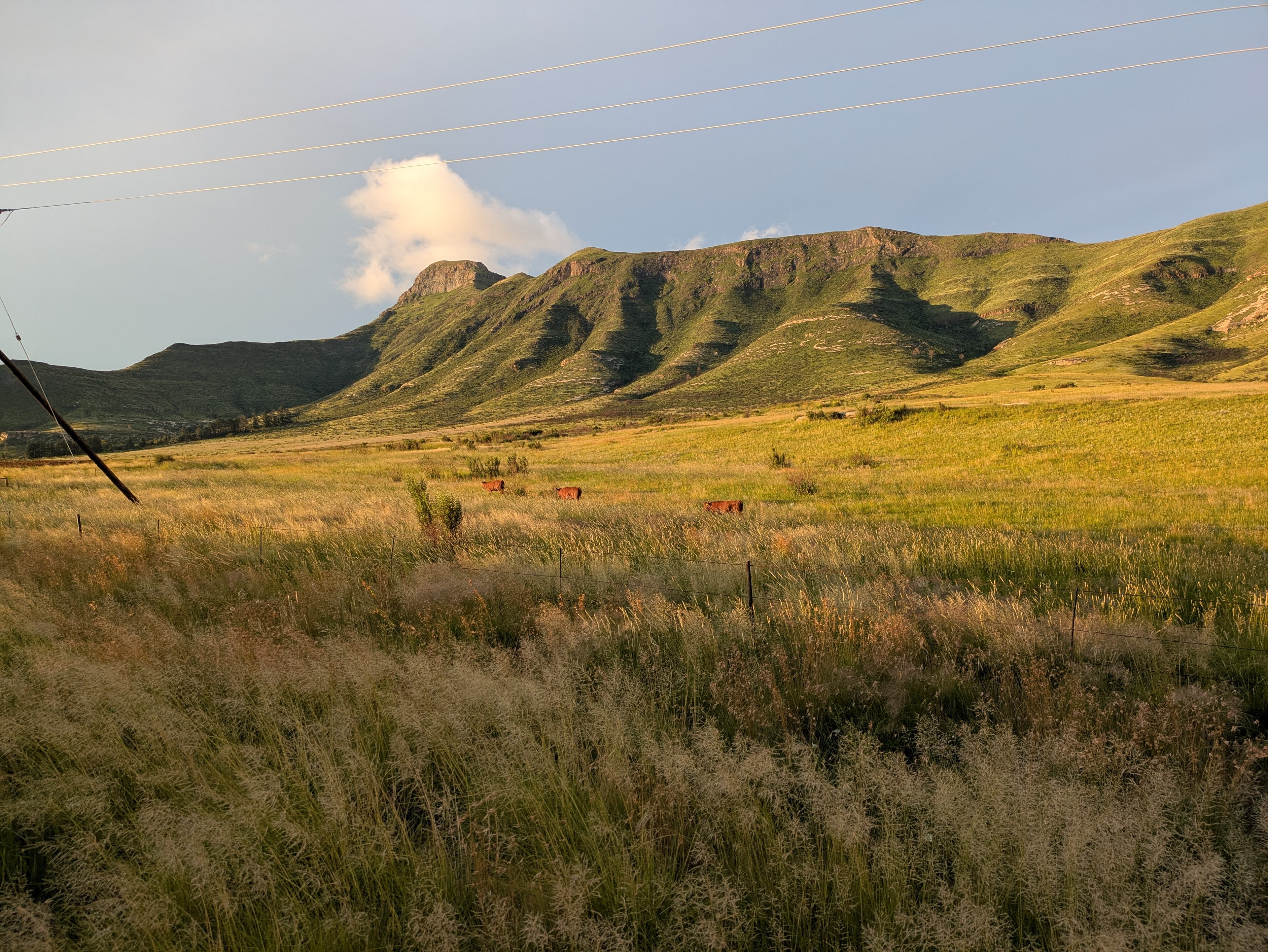 Veld landscape