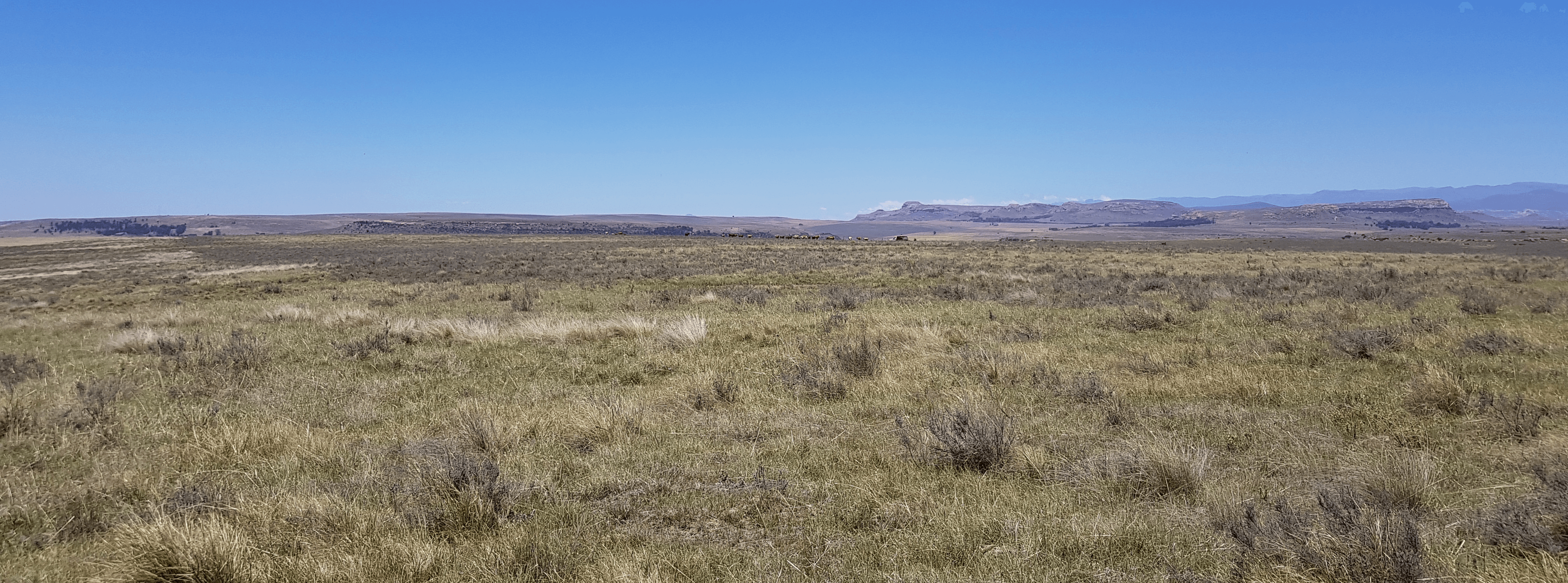Veld landscape