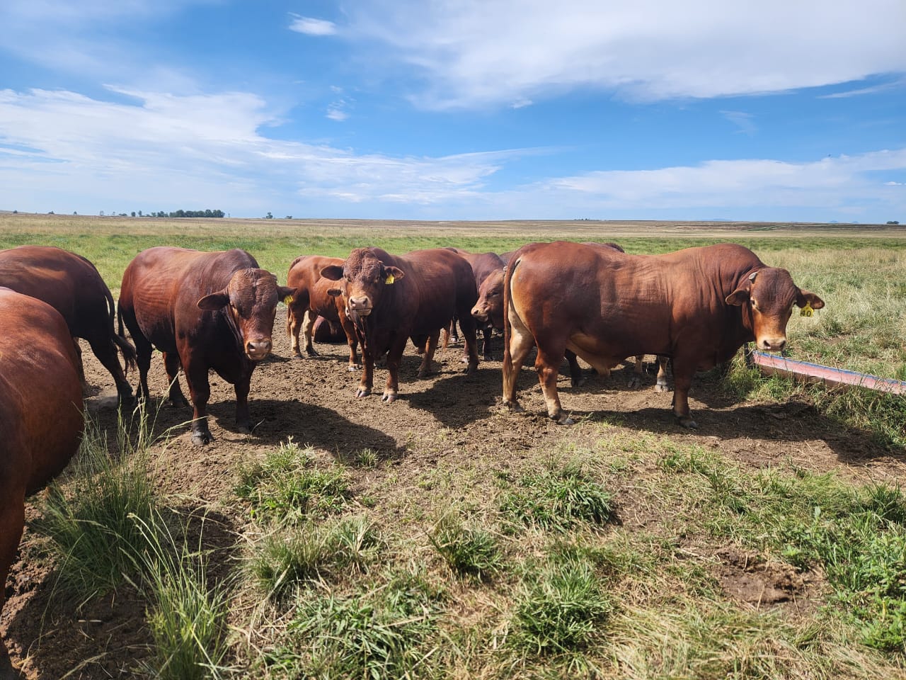 Cattle grazing on South African veld